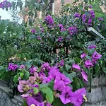 Oasis
