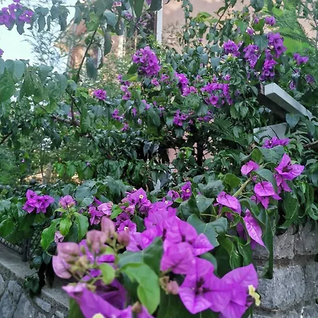 Oasis