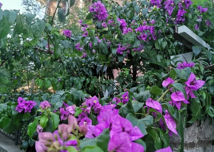 Oasis